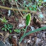 Arisaema dracontium 花