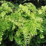 Adiantum raddianum Deilen