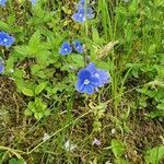 Veronica chamaedrysFlor