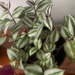 Tradescantia fluminensisList