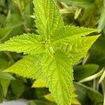 Verbena urticifolia Hoja