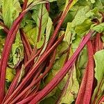 Beta vulgaris Листок