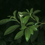 Solanum asperum List