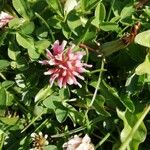 Trifolium thalii ফুল