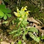 Pedicularis canadensis Hábito