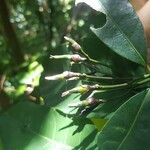 Faramea occidentalis Fruit