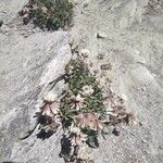 Trifolium pallescens Virág