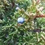 Juniperus californica その他の提案