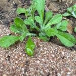 Gamochaeta pensylvanica Leaf