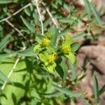 Euphorbia spinosa Blüte