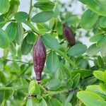 Citrus australasica Fruit