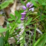 Polygala comosa Hábito