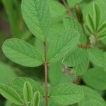 Indigofera hirsuta Hoja