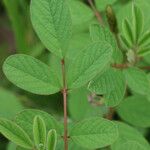 Indigofera hirsuta Leaf