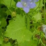 Wahlenbergia hederacea Hoja