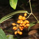 Smilax domingensis Fruto