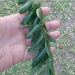 Cordyla africana Leaf