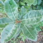 Elaeagnus x ebbingei Leaf