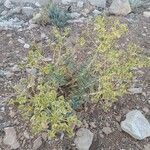 Euphorbia macroclada Other