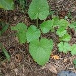 Lunaria rediviva Leaf