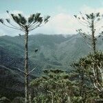 Araucaria humboldtensis Habitus