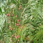 Schinus molle 果実