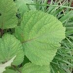Plectranthus fruticosus Blatt