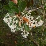 Argophyllum brevistylum Blomma