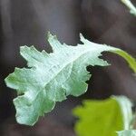 Senecio sylvaticus Leaf