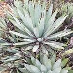 Agave macroacantha Ліст