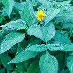 Sclerocarpus divaricatus Hoja