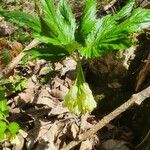 Cardamine enneaphyllos Fleur