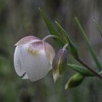 Calochortus albus Кветка