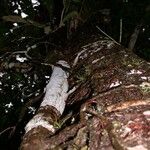 Clusia flava Bark