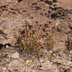 Tagetes multiflora Hábito