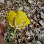 Ranunculus gramineus പുഷ്പം