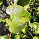 Smilax aspera Blatt