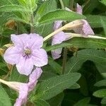 Ruellia humilis Kvet