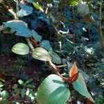 Blakea tuberculata Leaf