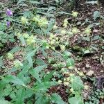 Bupleurum longifolium Flower