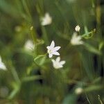 Palustricodon aparinoides Агульны выгляд