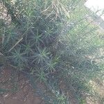 Euphorbia terracina Συνήθη χαρακτηριστικά