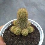 Mammillaria elongataপাতা