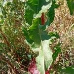 Rumex crispus Blatt