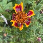 Tagetes erecta Flor