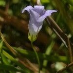 Wahlenbergia hederacea Flower