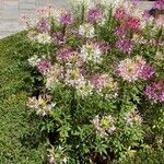 Cleome serrulata Flor