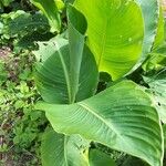 Canna indicaЛист