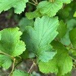 Physocarpus capitatus Leaf