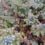 Juniperus communis ഫലം